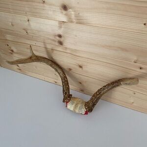 Authentic Whitetail Deer Antlers with Skull Cap RARE Real Buck Trophy Decor